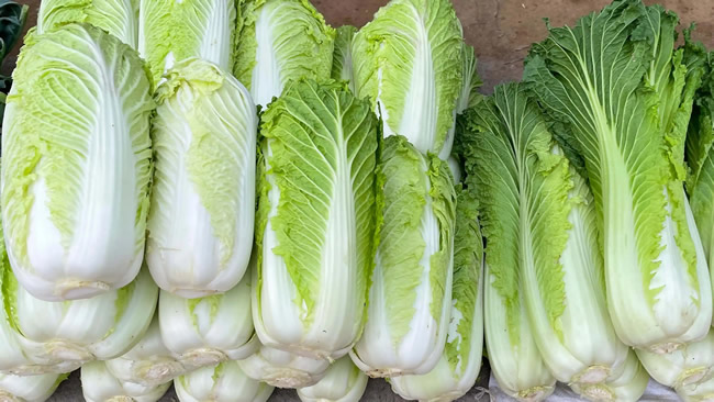 白菜冷庫能儲(chǔ)存多久?白菜冷庫保鮮1-4個(gè)月技術(shù)